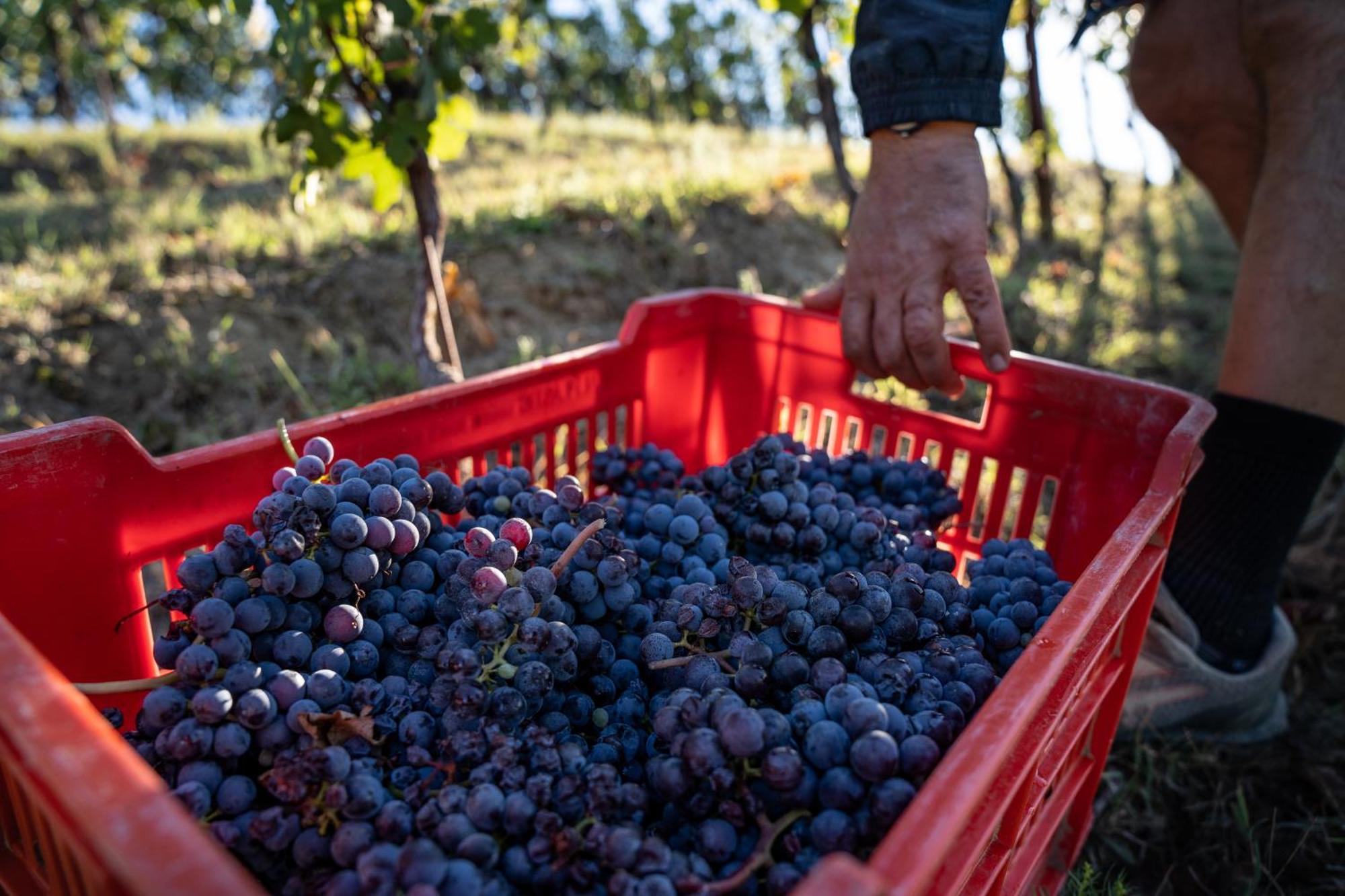 נייבה Agriturismo Antichi Poderi Gallina מראה חיצוני תמונה